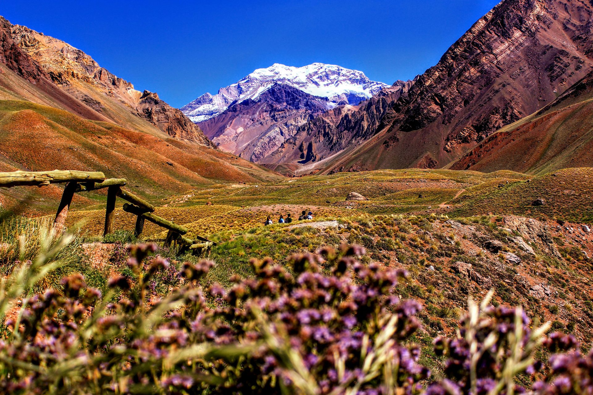 Aconcagua and valley in bloom · Mendoza
