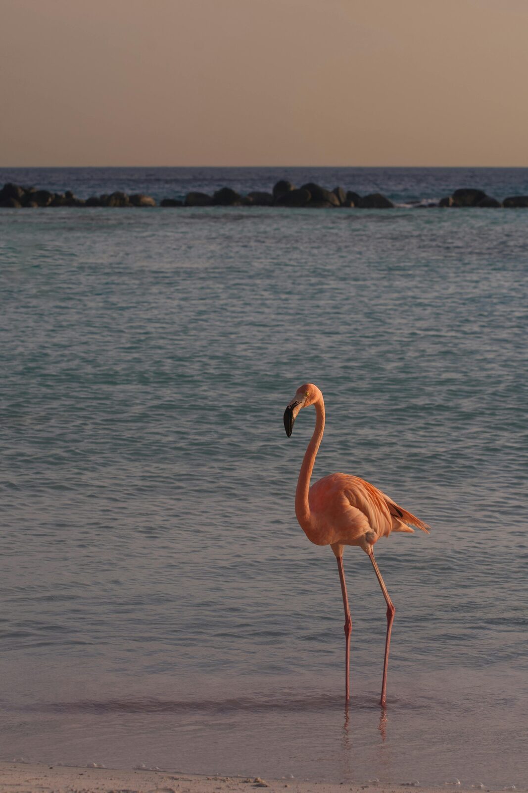 Turquoise lagoon of Baby Beach in southern Aruba
