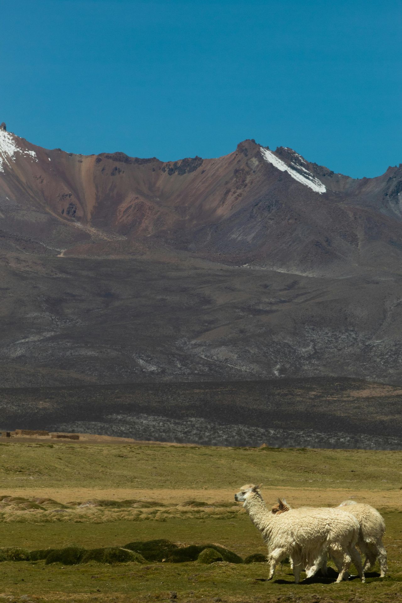 Herd of alpacas on the Bolivian altiplano