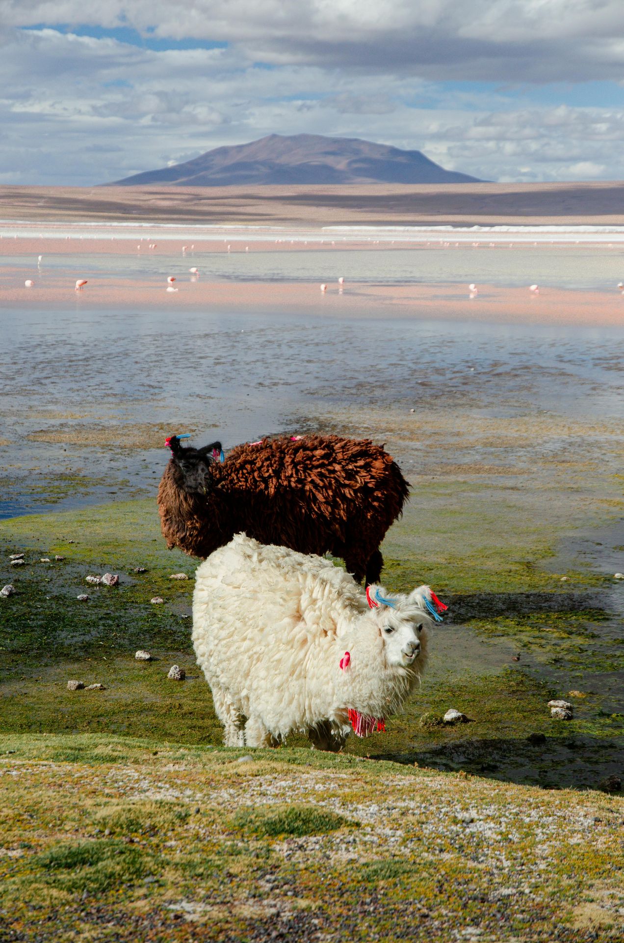 Llamas on the altiplano with the mountain range behind