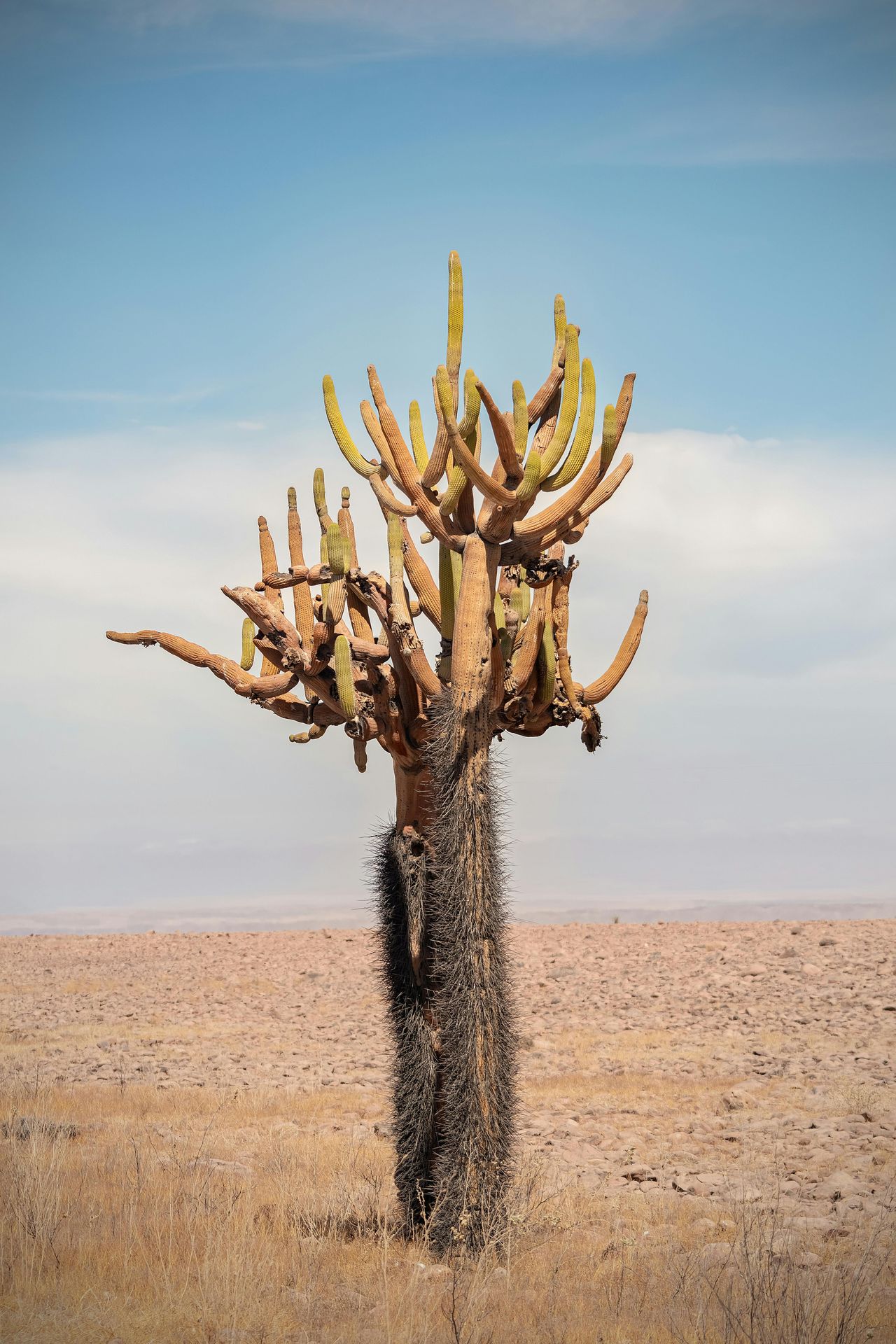 The Siloli desert on the southern altiplano