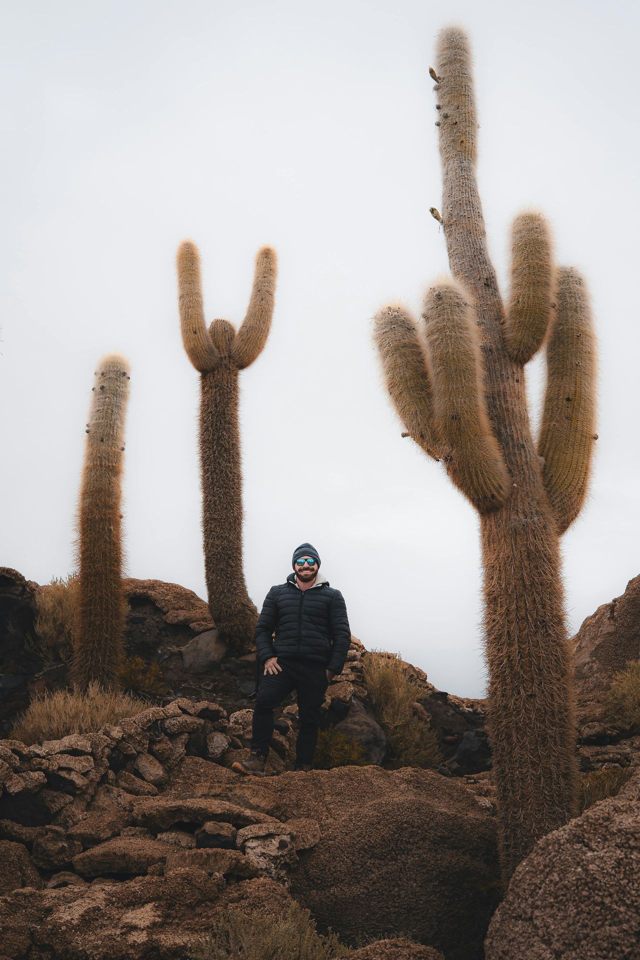 Giant cacti of Incahuasi Island