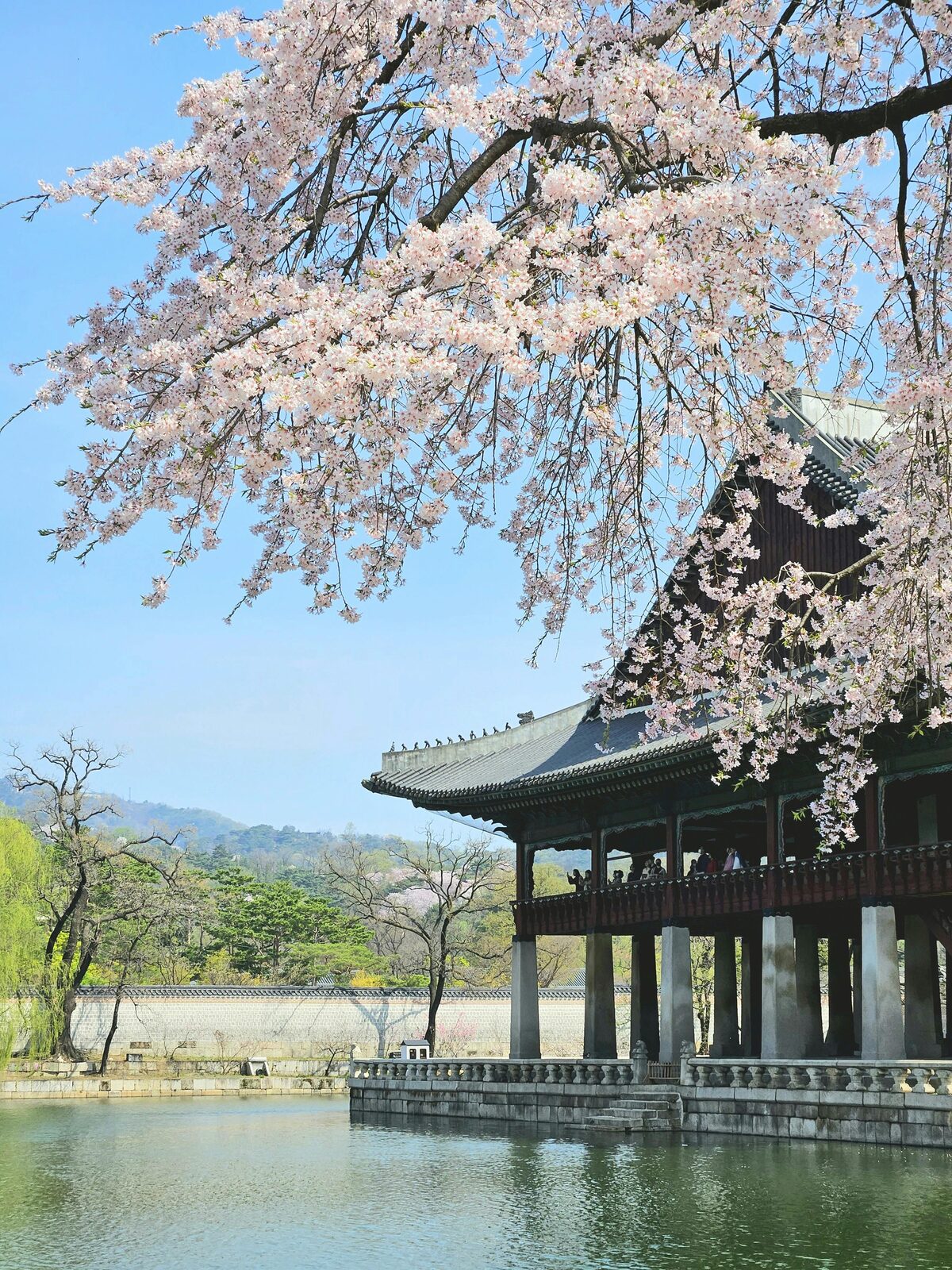 Traditional hanok houses with cherry blossoms in bloom