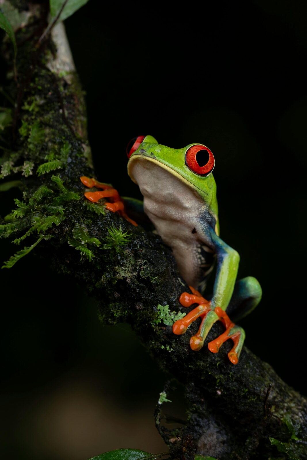 Rana de ojos rojos en la selva primaria de la Península de Osa