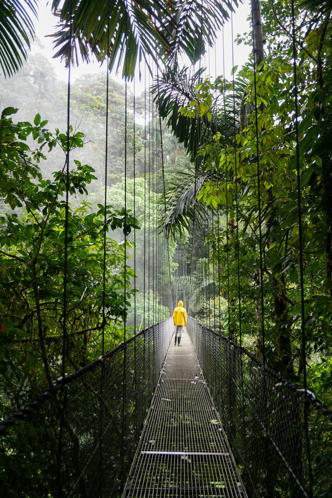Bosque nuboso de Monteverde en la cordillera de Tilarán