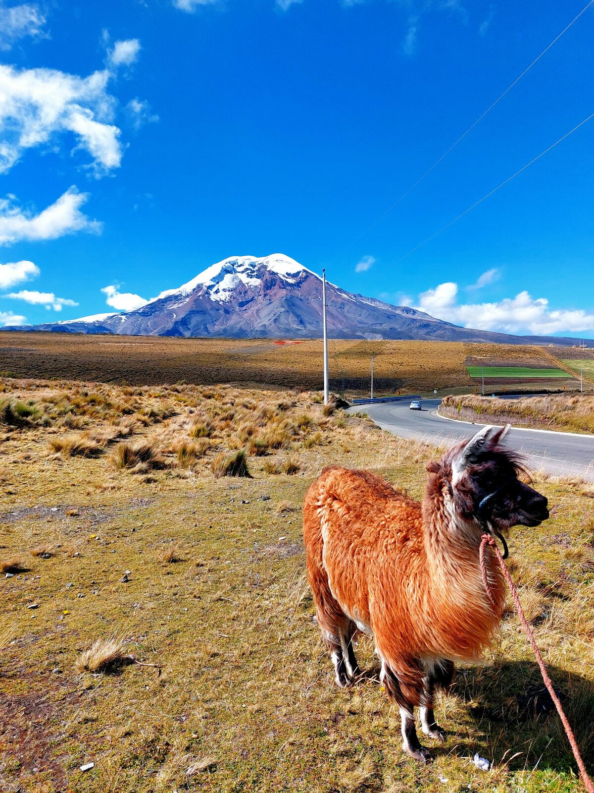 Llama frente al volcán Chimborazo