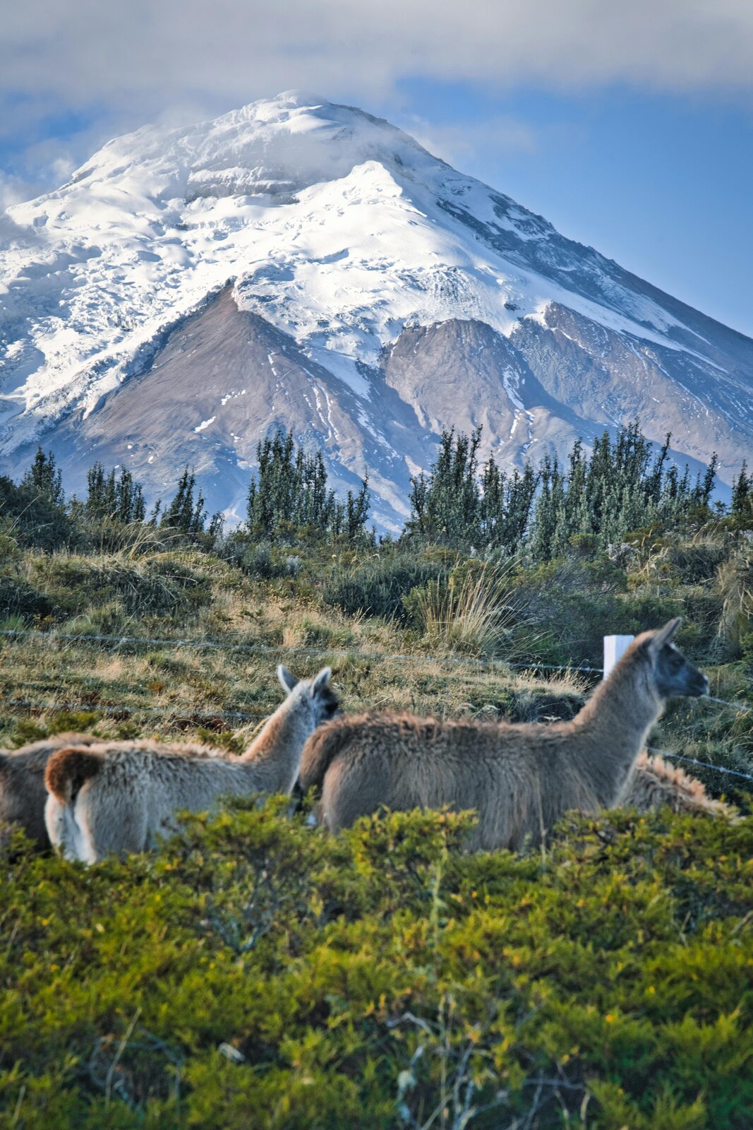 Llamas en el páramo del Parque Nacional Cotopaxi