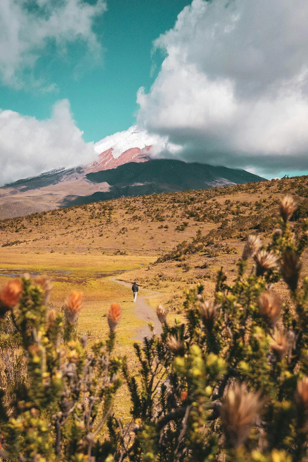 Sendero del páramo del Cotopaxi