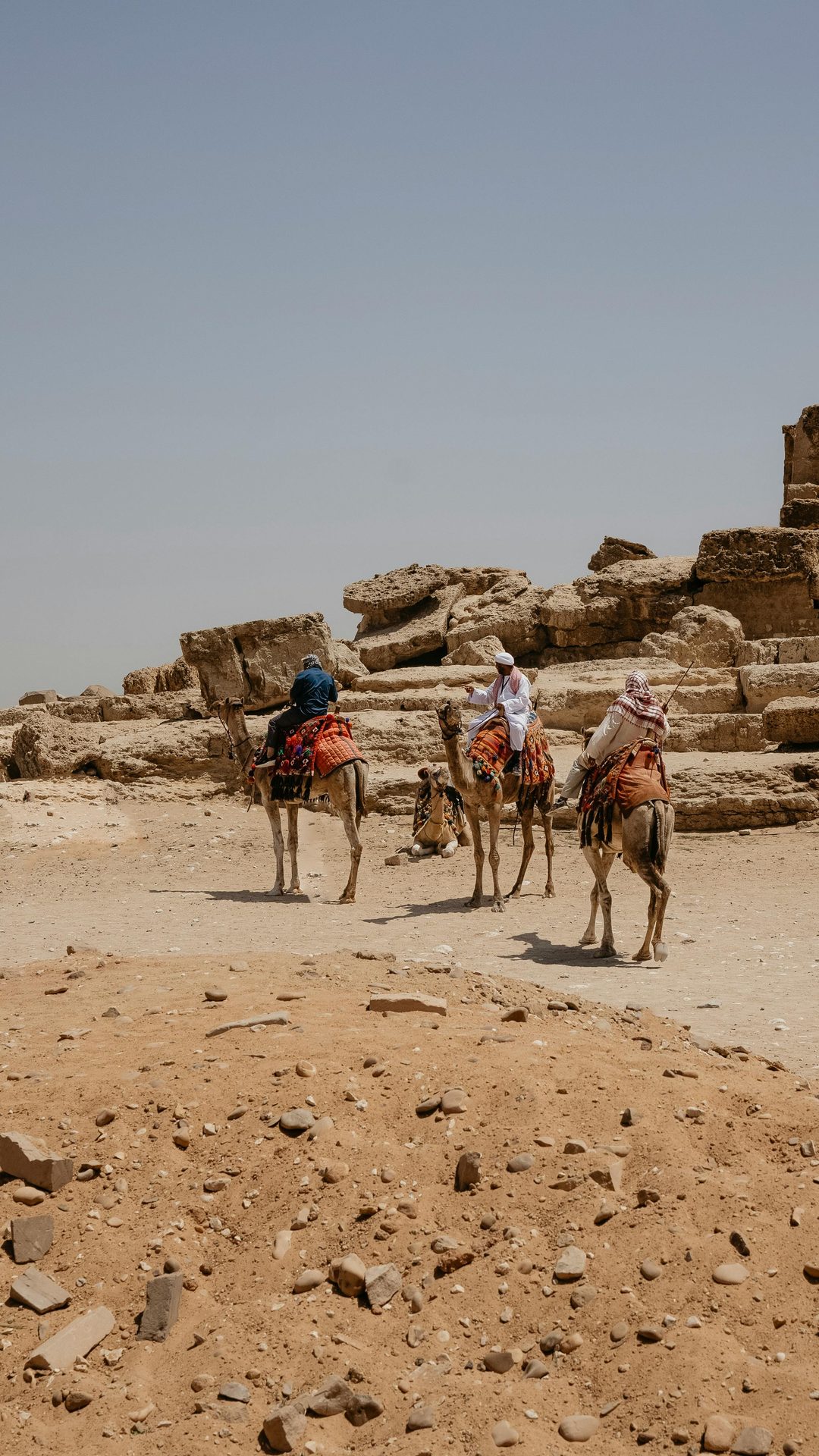 Camels in Giza with guides