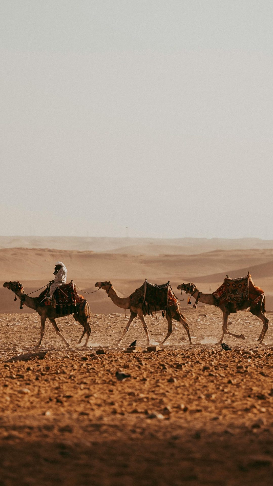 Bedouin camel caravan in the Sinai desert