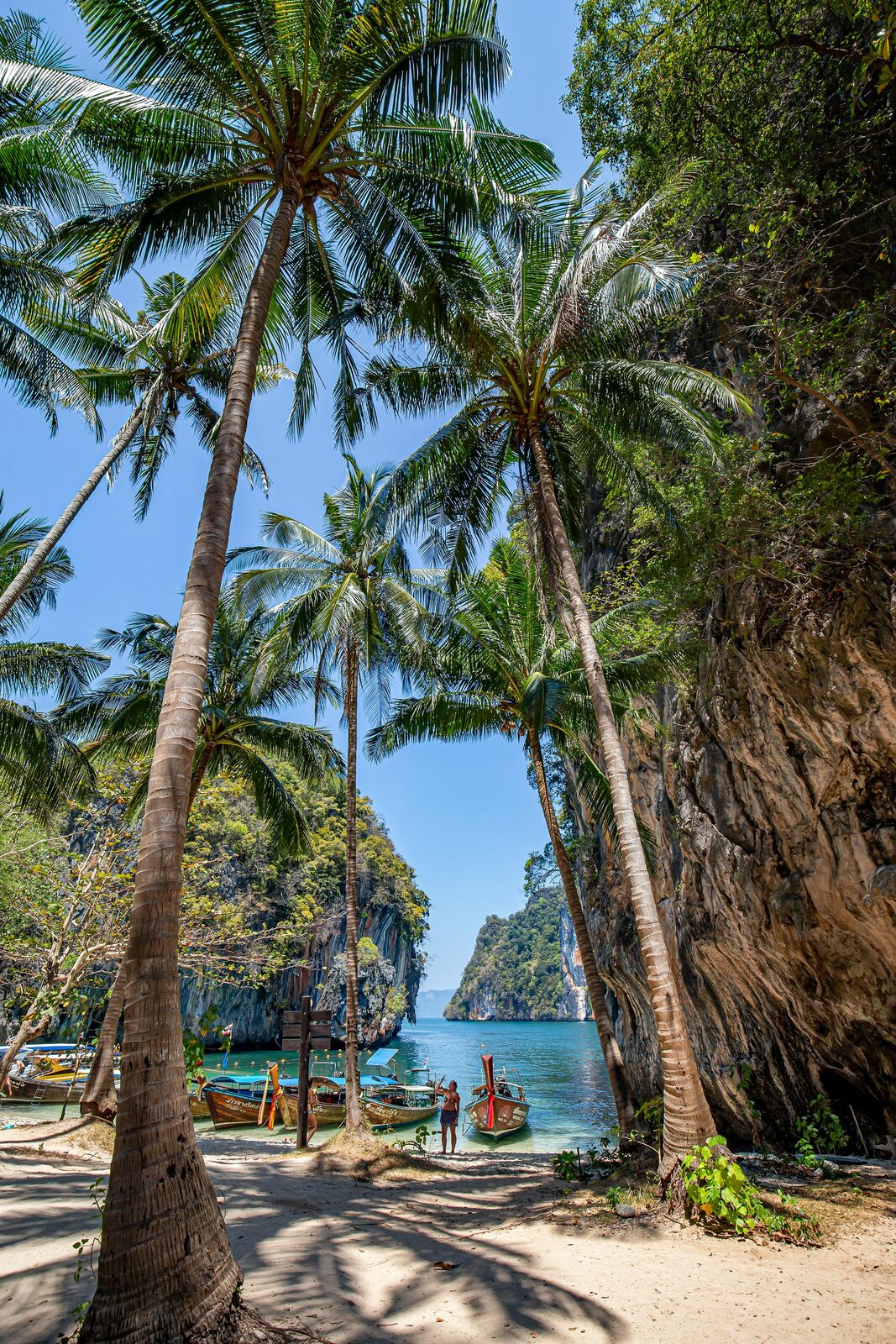 Bohol's tropical rainforest, home of the Philippine tarsier