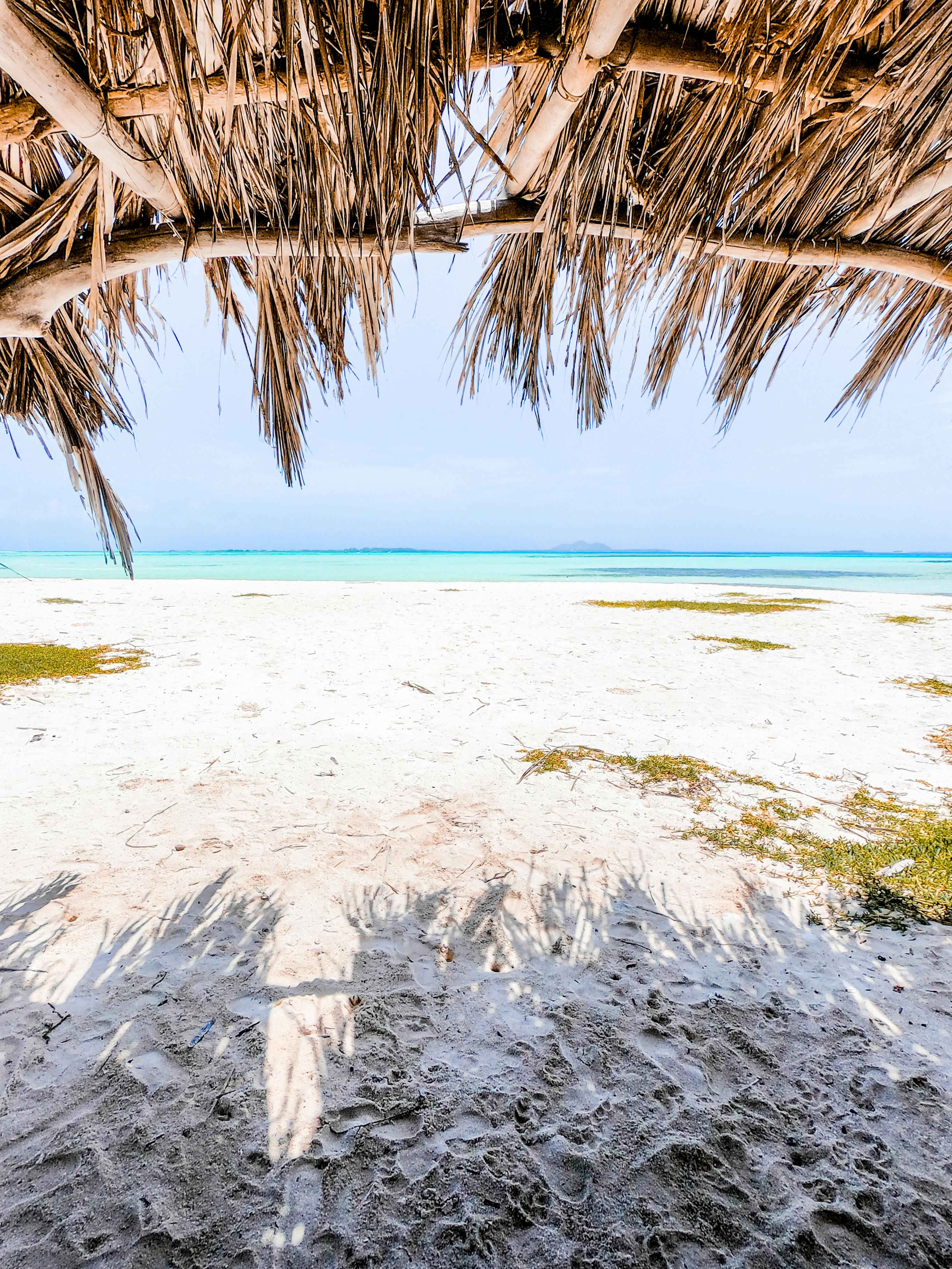 Aruba — flamencos en la playa