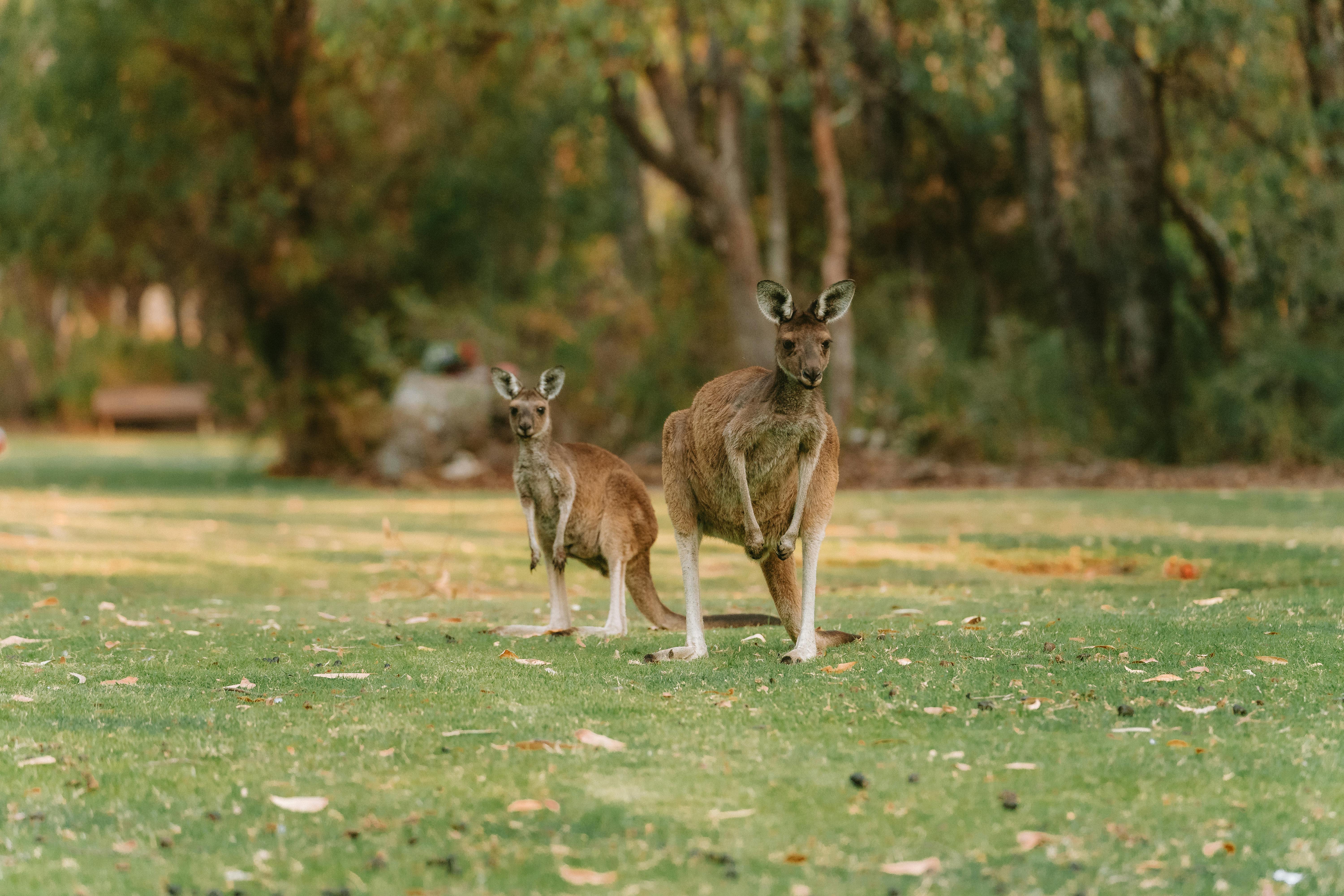 Australia — Ópera de Sídney
