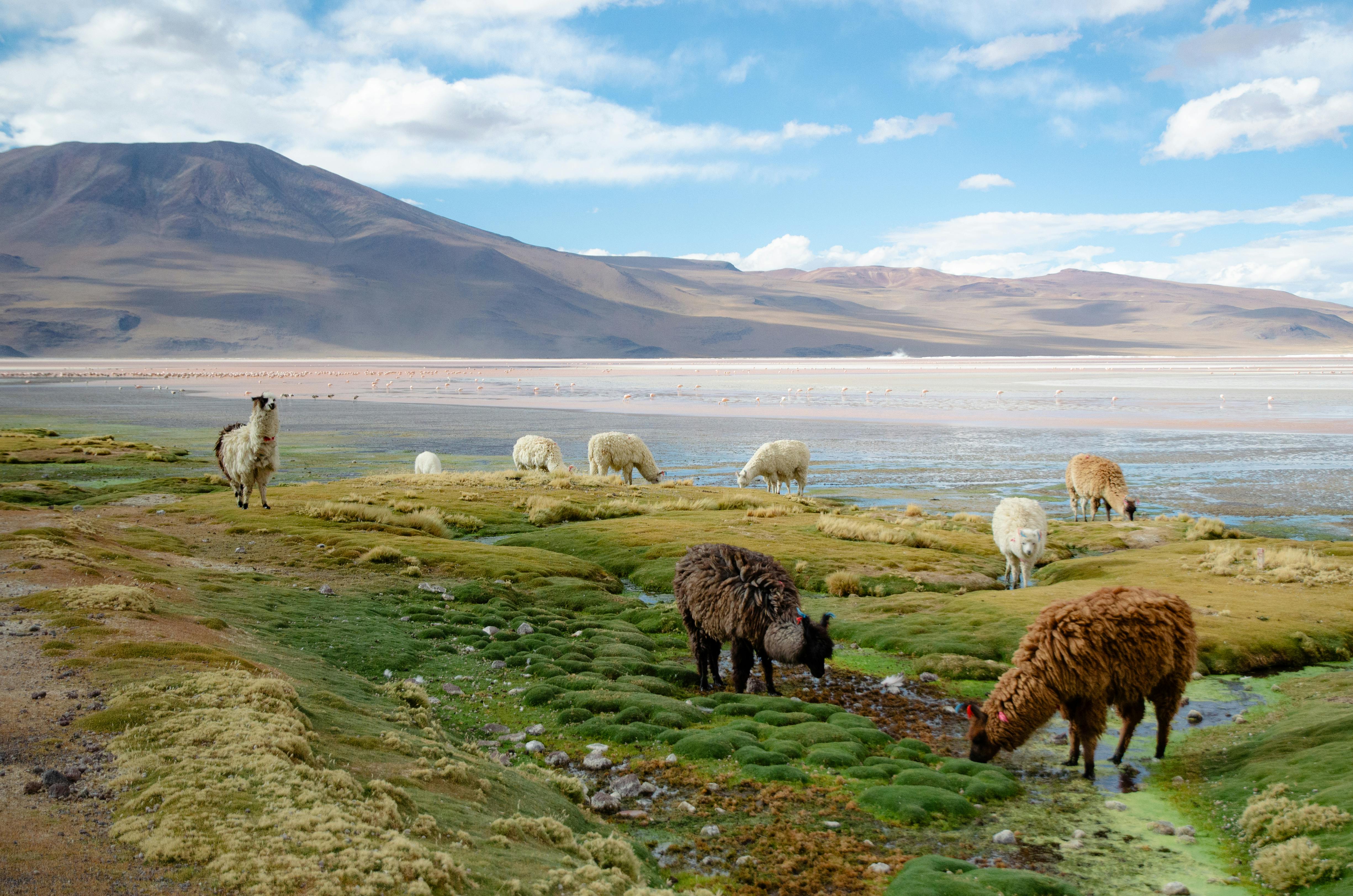Bolivia — altiplano boliviano