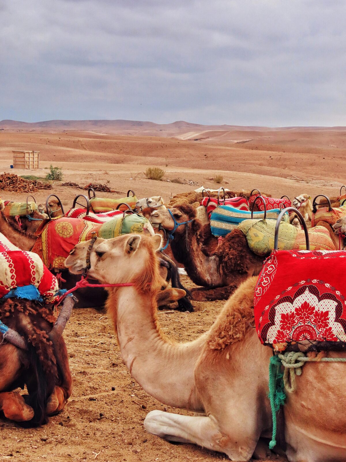 Camel caravan among the dunes of the Sahara Desert