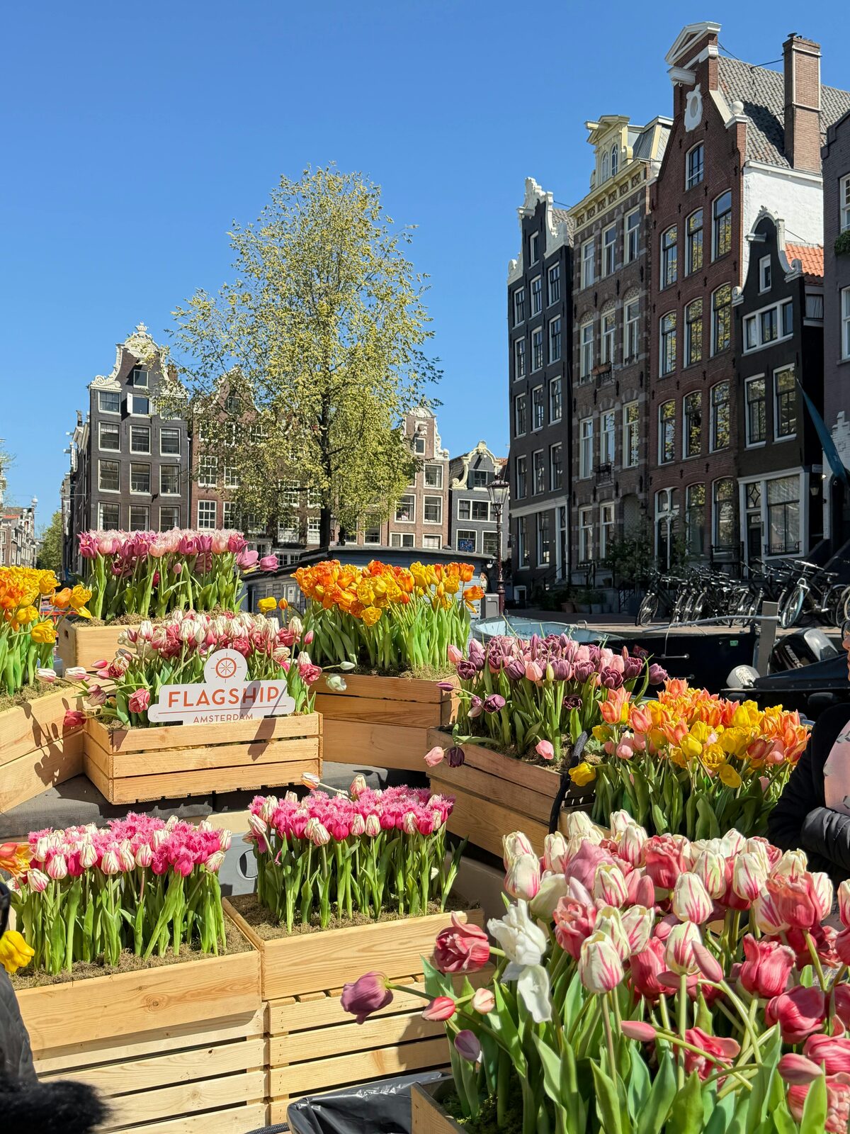 Campos de tulipanes con casas de canal