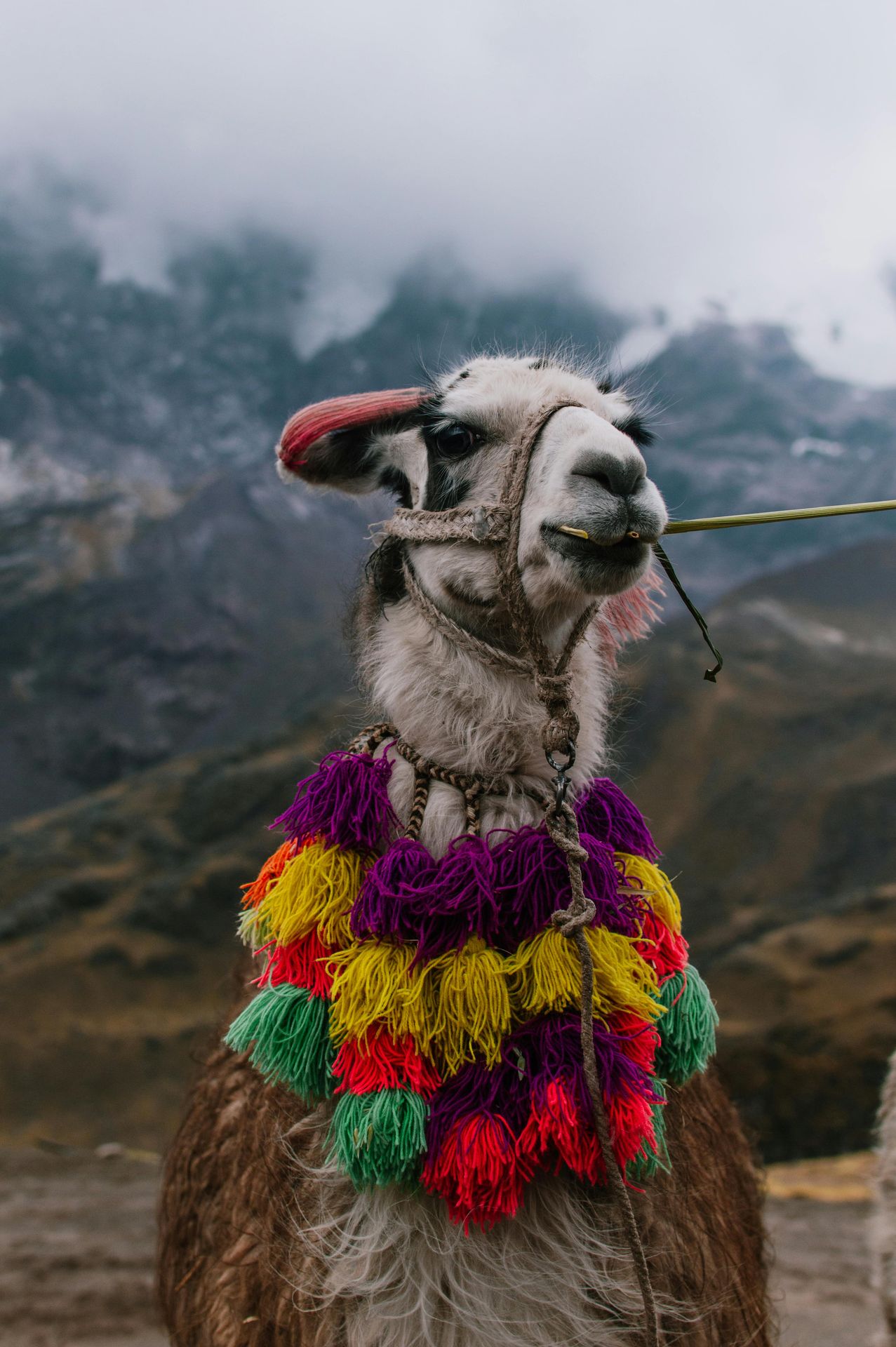 Alpaca with traditional adornments
