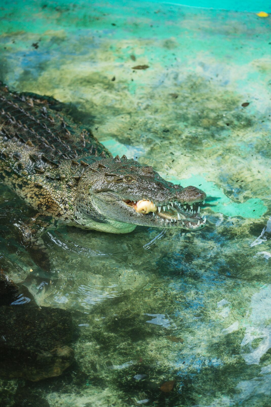 Cocodrilo americano en el lago Enriquillo
