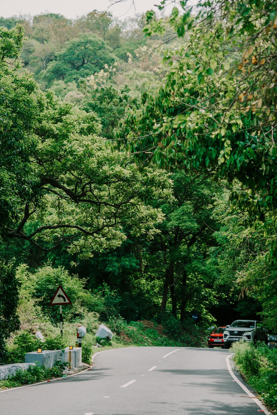 Jungla densa del sur de Sri Lanka, hábitat de leopardos
